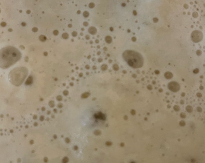 1000 year old Italy Organic sourdough starter culture