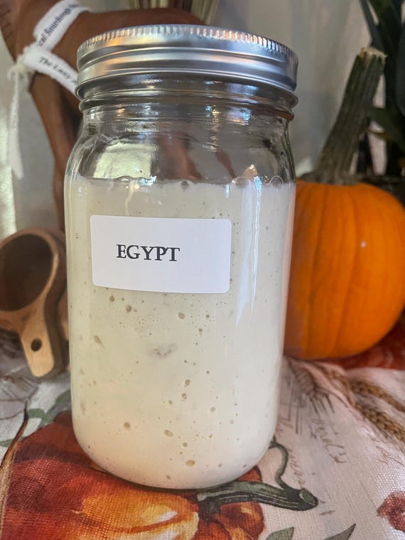 4500-Year-Old Organic Egyptian Sourdough Starter