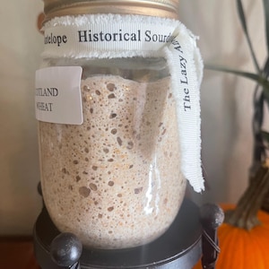 1882 Scotland Wheat Organic Sourdough Starter