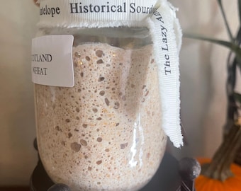 1882 Scotland Wheat Organic Sourdough Starter