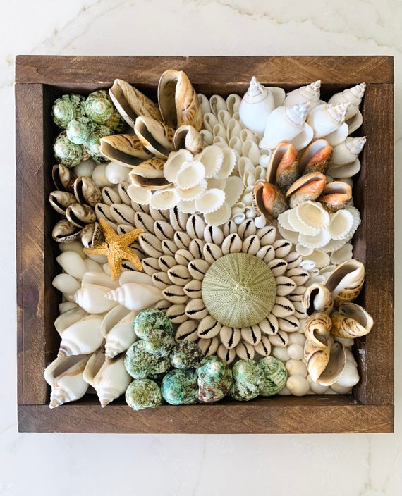 Framed Seashell Mosaic: “deep Sea Coral Reef” Natural Shell Urchin