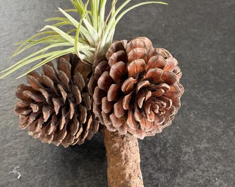 Unique Air plant displayed with large cones
