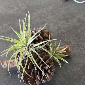 Puede incluir: Un arreglo decorativo con dos piñas marrones, plantas aéreas verdes y un pequeño trozo de madera. Las plantas aéreas tienen hojas largas, delgadas y verdes. El arreglo está sobre un fondo gris oscuro.