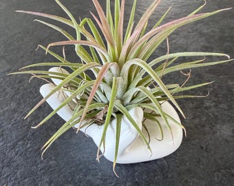 Exhibición única de plantas de aire