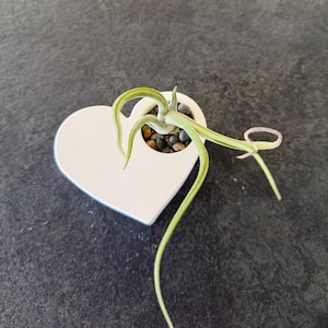May include: A white heart-shaped planter with a small air plant. The planter contains small pebbles and has a loop at the top. The air plant has long, green, curving leaves.