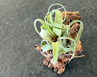 Einzigartige Luftpflanzendeko