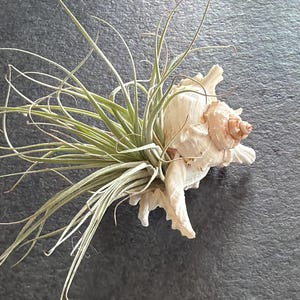 以下が含まれることがあります： 生きたエアープランツが付いた装飾用の貝殻。貝殻はオフホワイトで、質感のある表面と螺旋状のデザインです。エアープランツは細長い緑色の葉をしています。配置は濃い灰色の背景にあります。