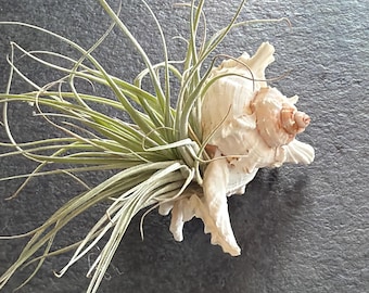 Unique Air plant display in genuine sea shell