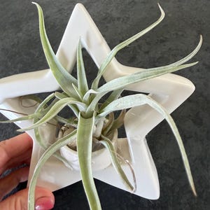 Puede incluir: Una maceta blanca de cerámica en forma de estrella que contiene una planta de aire verde. La estrella tiene un acabado brillante y una pequeña abertura redonda para sostener la planta. La planta de aire tiene hojas largas y delgadas.