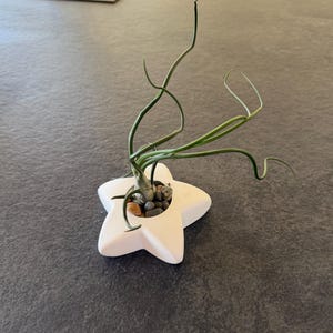 May include: A white star-shaped planter holding an air plant with long, green, curly leaves. The planter contains small, gray and brown pebbles. The plant is centered in the planter, which sits on a dark gray surface.
