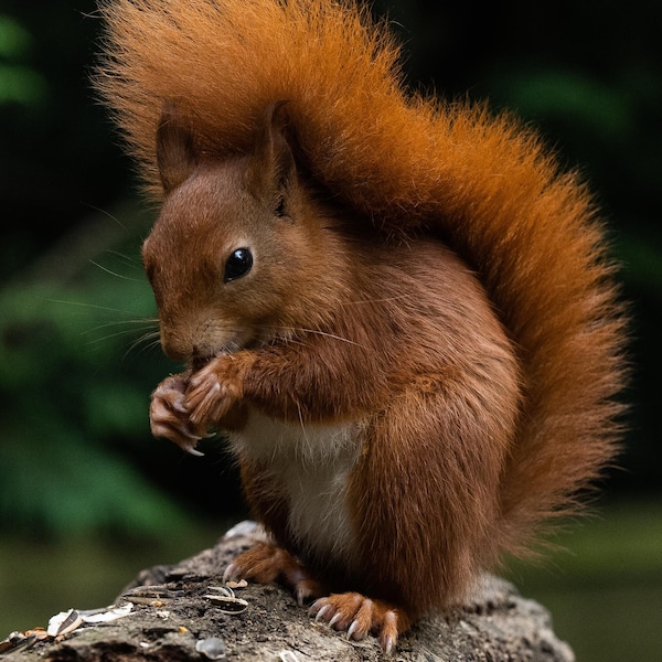 Eichhörnchen fressen Sonnenblumenkerne