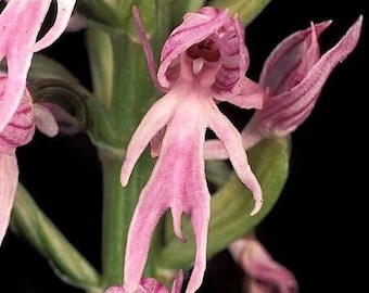 Naked Man Orchid - Etsy