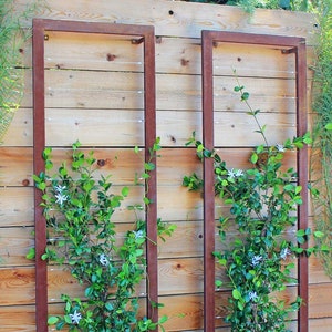 May include: Two rusty metal frames with a wooden slat background.  Each frame has a vine growing up it with white flowers.