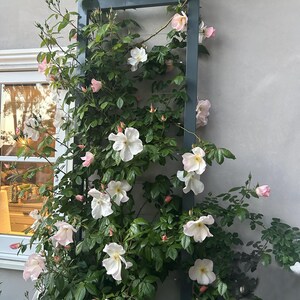 Stunning climbing roses on the INA WALL TRELLIS, large, charcoal color.