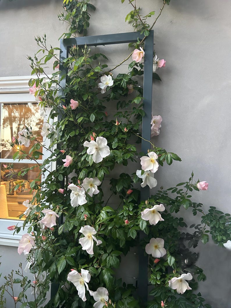 Stunning climbing roses on the INA WALL TRELLIS, large, charcoal color.