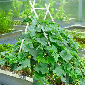 May include: A white wooden trellis with a green cucumber plant growing up it. The trellis is in a garden bed with gravel and mulch.