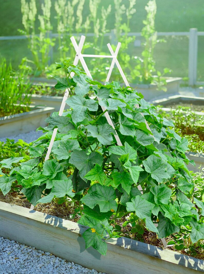 May include: A white wooden trellis with a green cucumber plant growing up it. The trellis is in a garden bed with gravel and mulch.