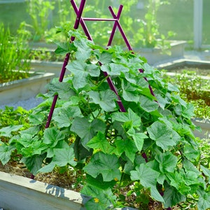May include: A purple metal trellis supports a green leafy plant growing in a raised garden bed. The plant is growing up the trellis and has small yellow flowers.