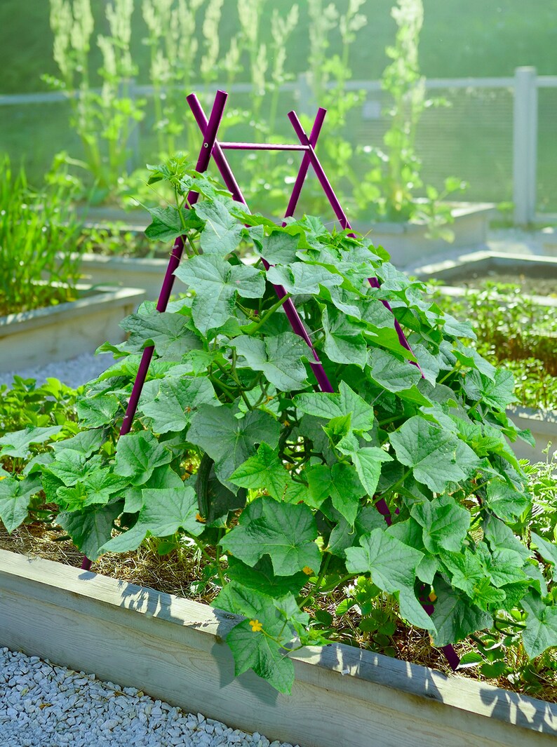 May include: A purple metal trellis supports a green leafy plant growing in a raised garden bed. The plant is growing up the trellis and has small yellow flowers.