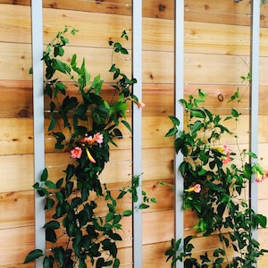 May include: Two silver metal frames with wire mesh are mounted on a wooden wall. Vines with pink flowers grow up the mesh.