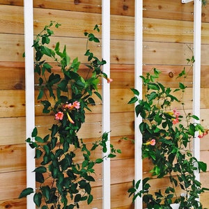 May include: Two white framed trellises with a vine growing up the wires. The vine has green leaves and pink flowers.
