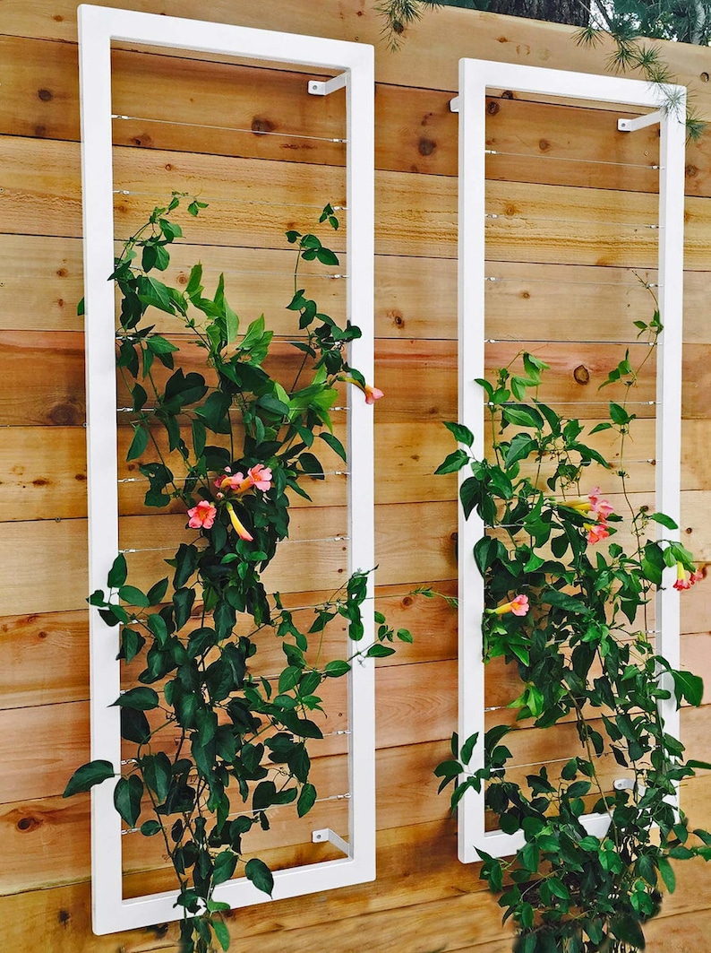 May include: Two white framed trellises with a vine growing up the wires. The vine has green leaves and pink flowers.
