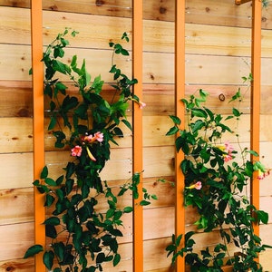 May include: Two orange metal frames with a wire trellis inside. The frames are mounted on a wooden wall and are covered in green vines with pink flowers.