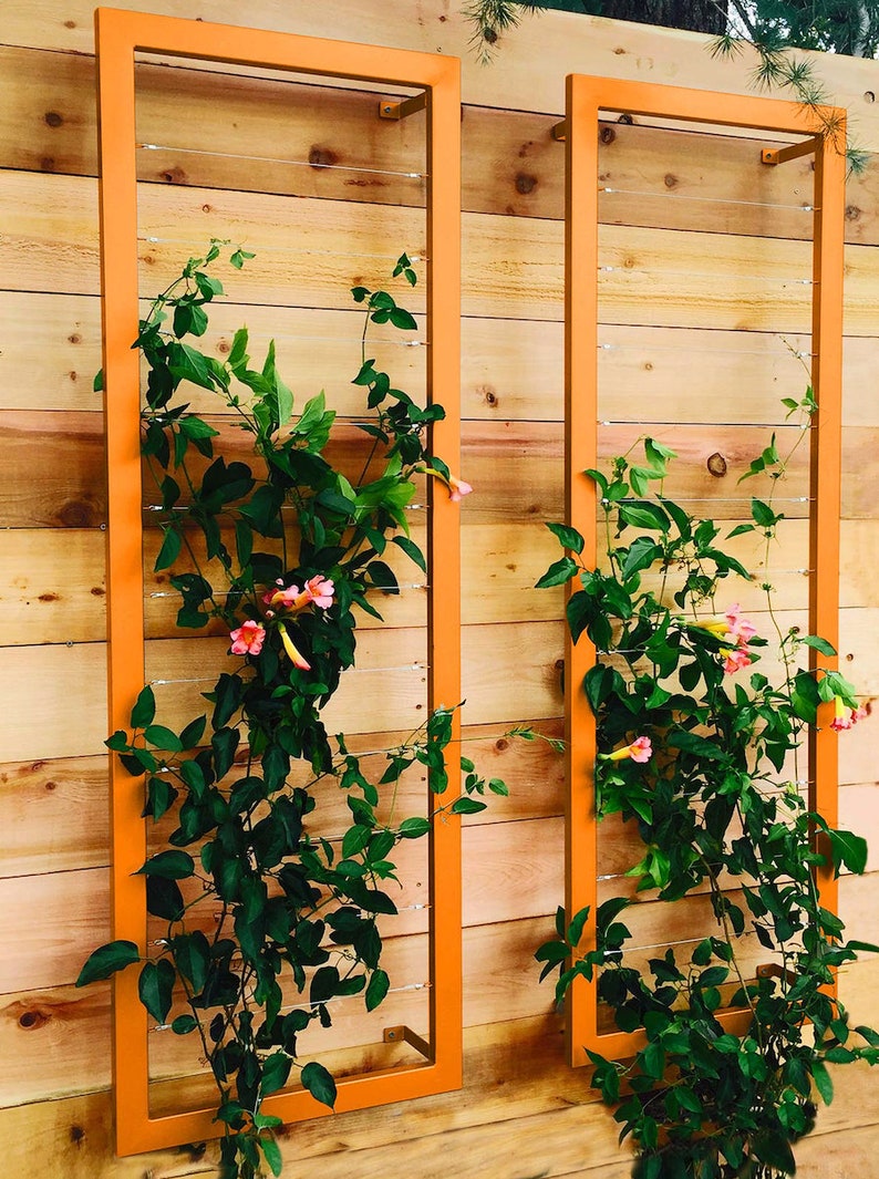 May include: Two orange metal frames with a wire trellis inside. The frames are mounted on a wooden wall and are covered in green vines with pink flowers.