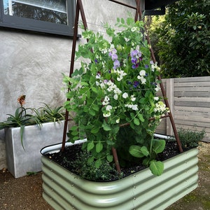 May include: A green metal raised garden bed with a black rim, filled with soil and a growing plant with white and purple flowers. The plant is supported by a wooden trellis.