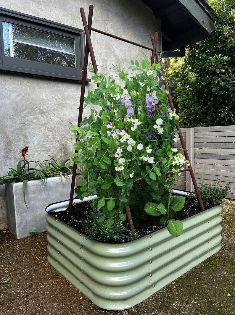 May include: A green metal raised garden bed with a black rim, filled with soil and a growing plant with white and purple flowers. The plant is supported by a wooden trellis.