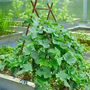 May include: A wooden trellis with a green leafy plant growing up it. The plant is growing in a raised garden bed.
