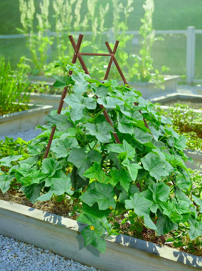 May include: A wooden trellis with a green leafy plant growing up it. The plant is growing in a raised garden bed.