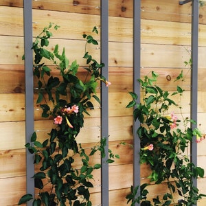 May include: Two gray metal trellises with a vine growing up them. The vine has green leaves and pink flowers. The trellises are mounted on a wooden wall.
