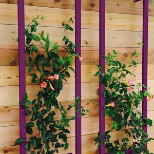 May include: Two vertical garden trellises made of metal with a dark purple finish. Each trellis has a series of horizontal wires for climbing plants. The trellises are mounted on a wooden wall and are covered in green vines with pink flowers.