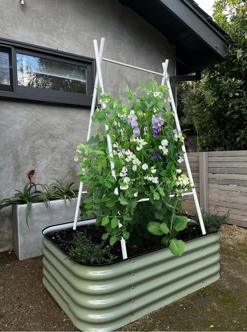 May include: A green metal raised garden bed with a white trellis and a variety of flowering plants growing inside. The plants are climbing up the trellis and have white and purple flowers.