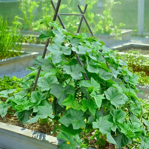 May include: A green leafy plant growing up a black metal trellis in a garden bed. The plant is growing in a wooden raised bed with a gravel border.