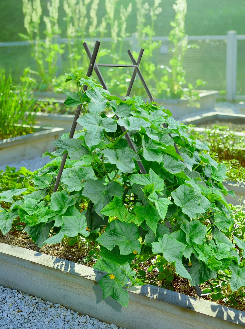 May include: A green leafy plant growing up a black metal trellis in a garden bed. The plant is growing in a wooden raised bed with a gravel border.