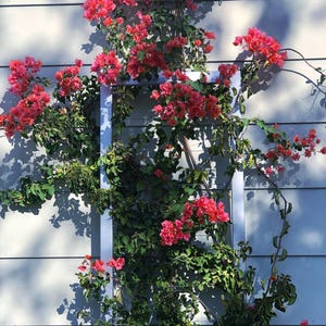 Bougainvillea vine climbing up the sturdy steel INA WALL TRELLIS LARGE, zinc color. Completely transforms a plain wall into a work of botanical art!