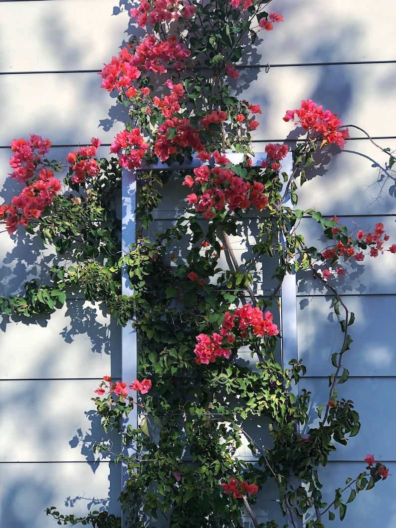Bougainvillea vine climbing up the sturdy steel INA WALL TRELLIS LARGE, zinc color. Completely transforms a plain wall into a work of botanical art!