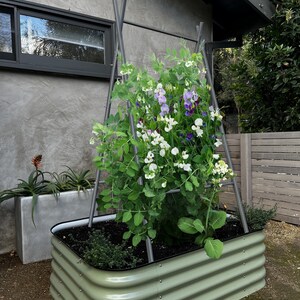 May include: A raised garden bed made of corrugated metal with a green finish. The bed is filled with soil and has a variety of plants growing in it, including a climbing plant with white and purple flowers. The bed is situated in front of a gray concrete wall with a black window.