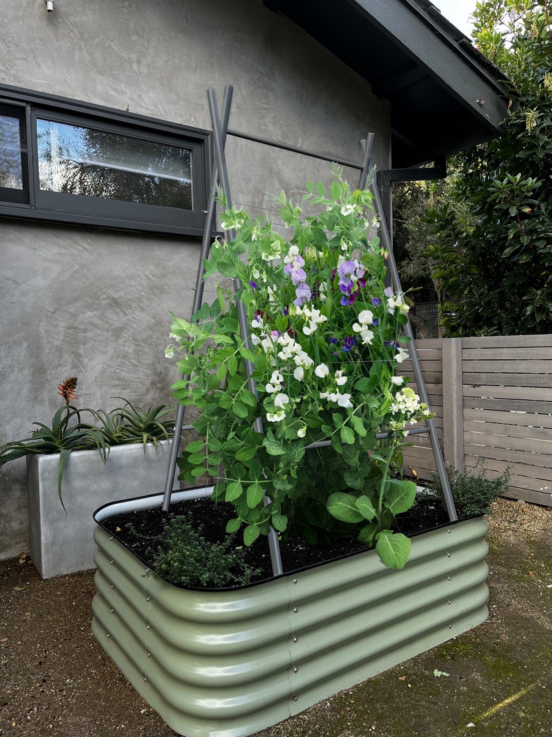 May include: A raised garden bed made of corrugated metal with a green finish. The bed is filled with soil and has a variety of plants growing in it, including a climbing plant with white and purple flowers. The bed is situated in front of a gray concrete wall with a black window.