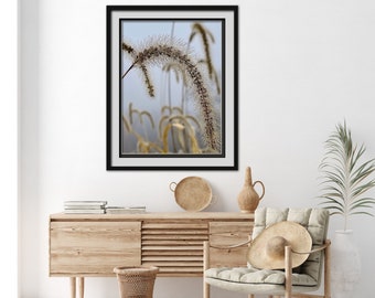 Wheat Grass, Fine Art Photograph, Wall Art, Subtle Colors, Elegant, Rustic  or Contemporary