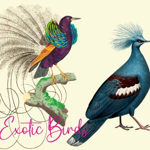 Vintage exotische fantastische flamboyante vogels PNG-bestanden, ideaal voor prints scrapbooking, decoupage op beschilderde meubels & andere projecten