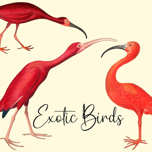 Vintage Exotic Fantastic Flamingos and Parrots  PNG files , ideal for Prints scrapbooking, decoupage on painted furniture & other projects