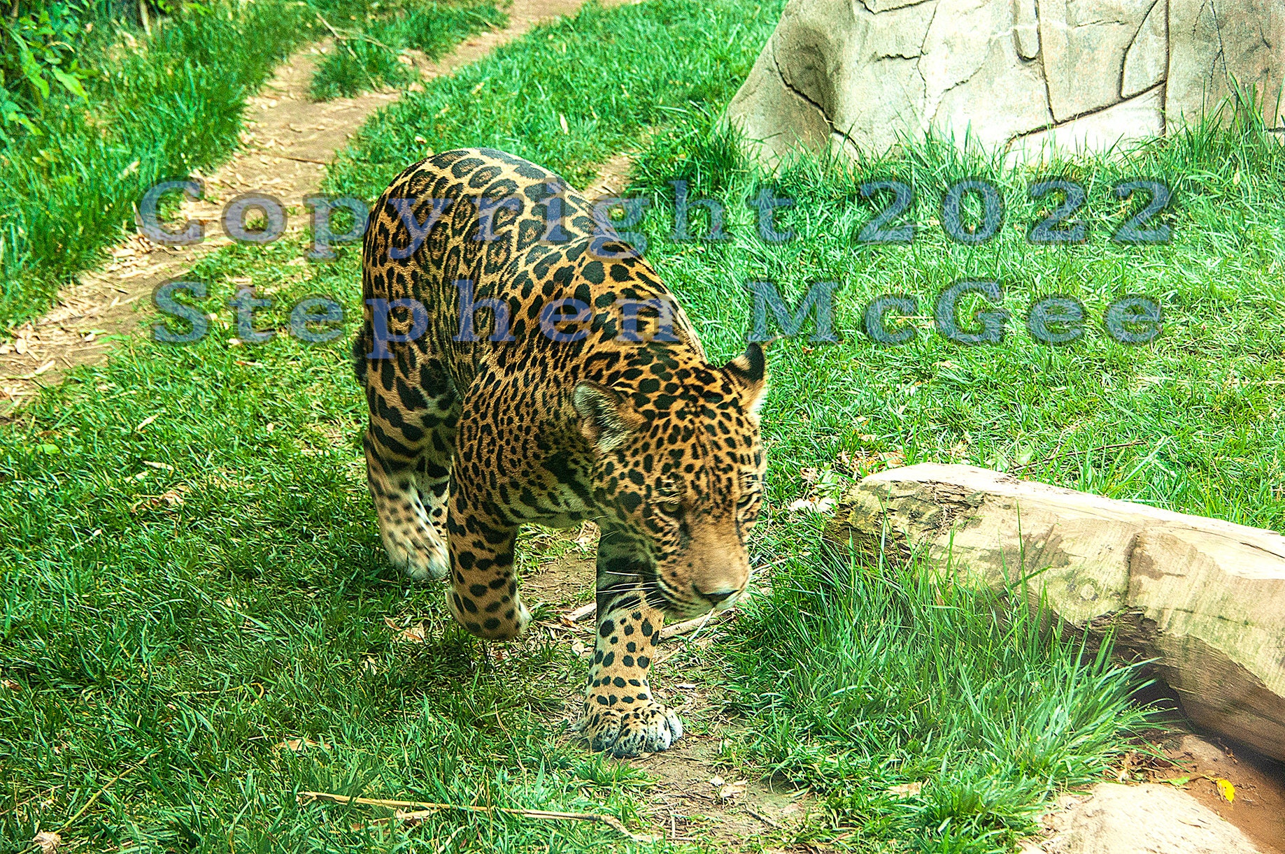 Big Cat Wallpaper - Etsy Big Cat Wallpaper - Etsy