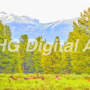 Elk Grazing in a Yellowstone Meadow Wall Art Digital Download