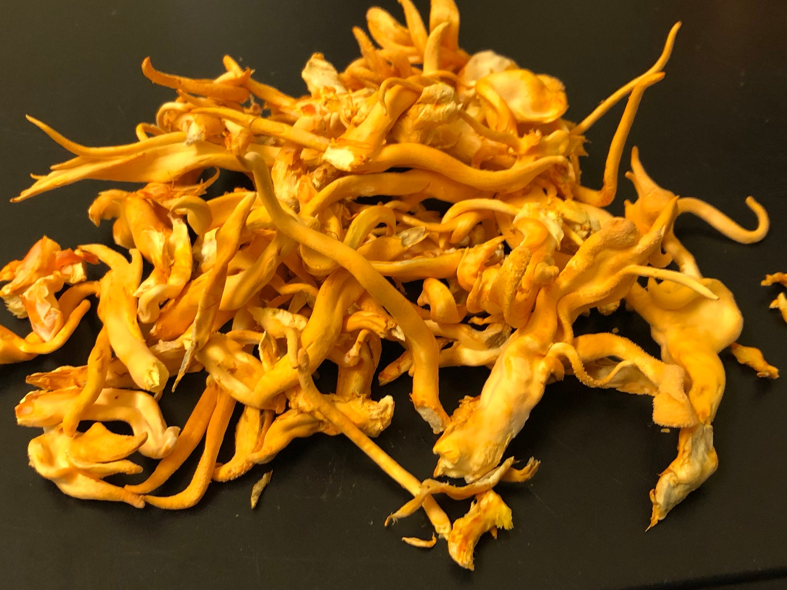 Cordyceps Militaris Fruit Bodies, Dried, USA Grown - Etsy