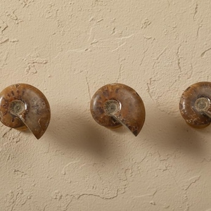 Könnte beinhalten: Drei Schrankknöpfe aus versteinerten Ammonitenschalen. Die Knöpfe haben eine Mischung aus Braun- und Beigetönen mit einem Spiraldesign. Sie sind an einer strukturierten, hellbeige Wand befestigt. Diese dekorativen Knöpfe sind einzigartig.