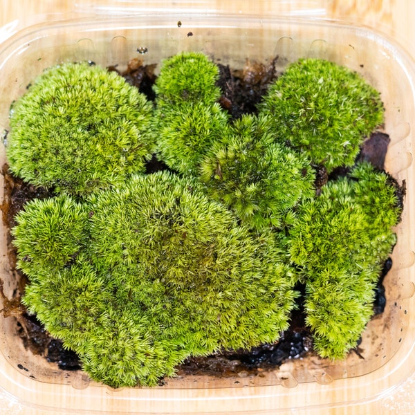 Bio-active Flat Cushion Moss With insects like Springtails,Ants,Worms and More
