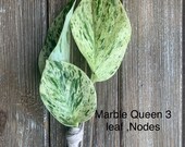 Eye Catching White Marble Queen Cutting 39 s Pothos,Devil Ivy s,Tree Climbing